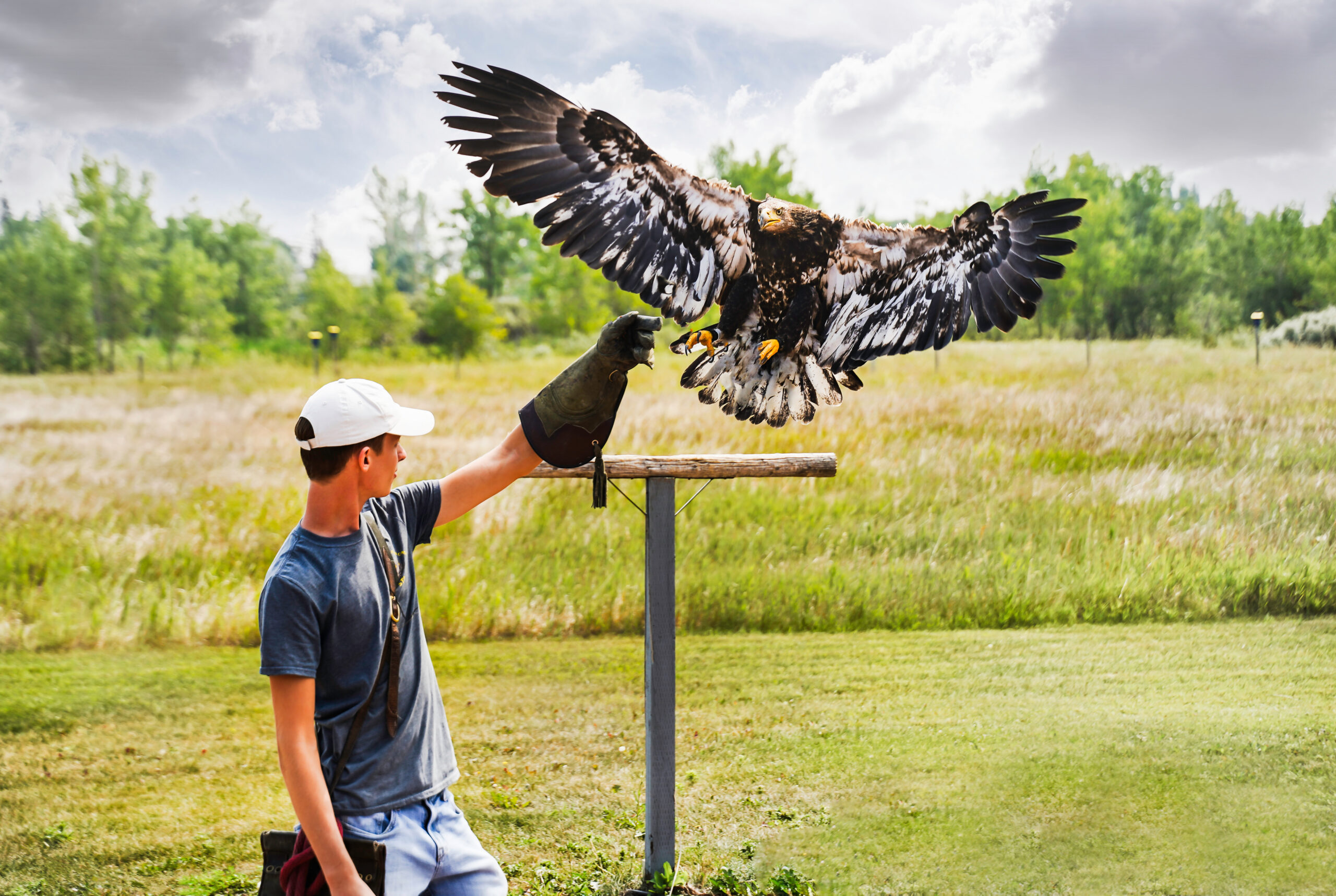 Coaldale Alberta Canada, July 27 2021: A trained specialist catches a Juvenile bald headed eagle at the Birds of Prey Center.