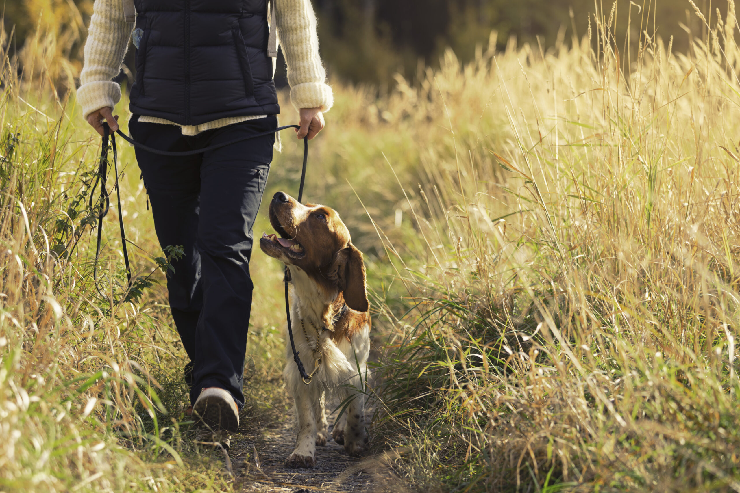 A woman and a welsh springer spaniel out walking in a sunlit meadow in autumn.