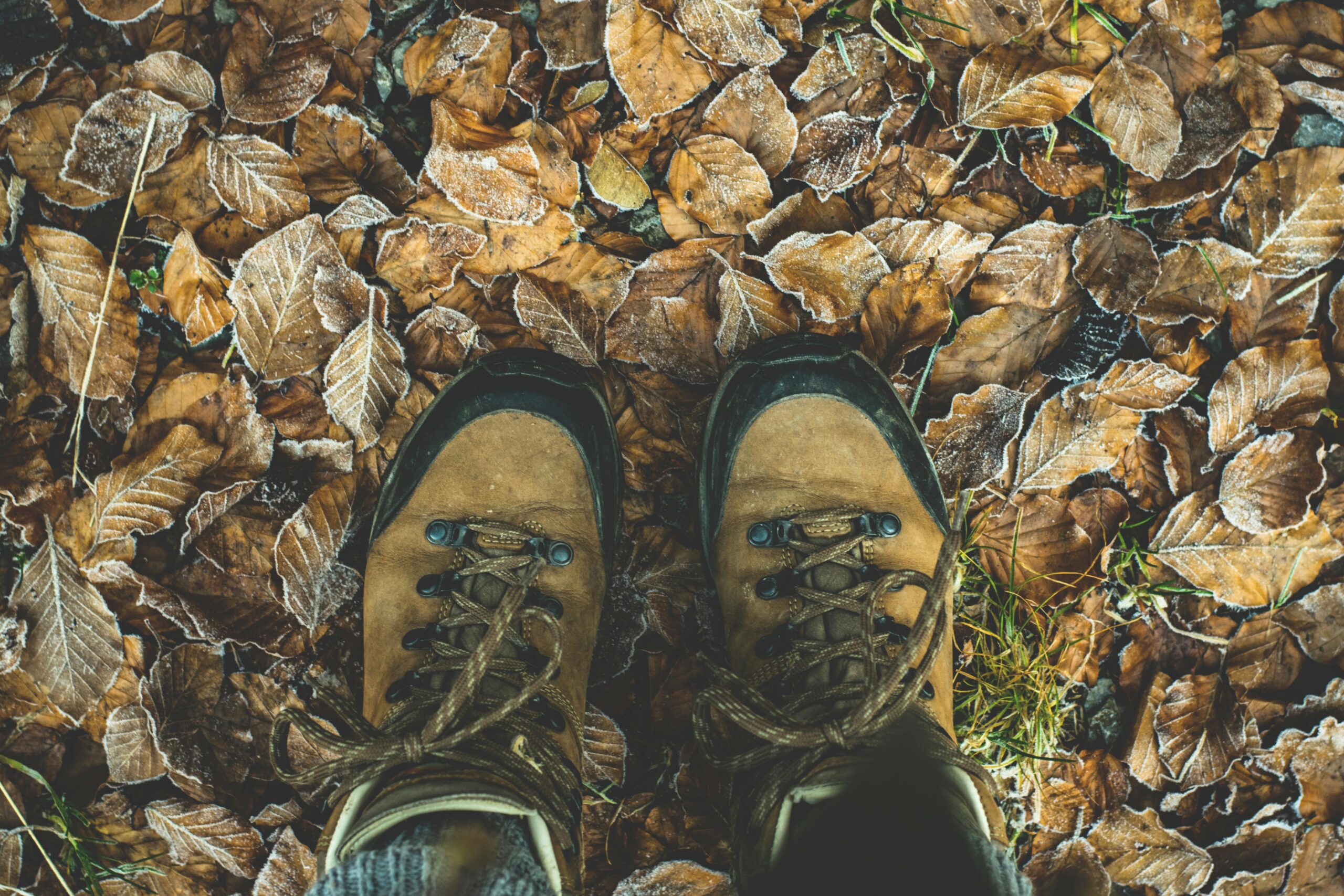pexels-lum3n-44775-284711